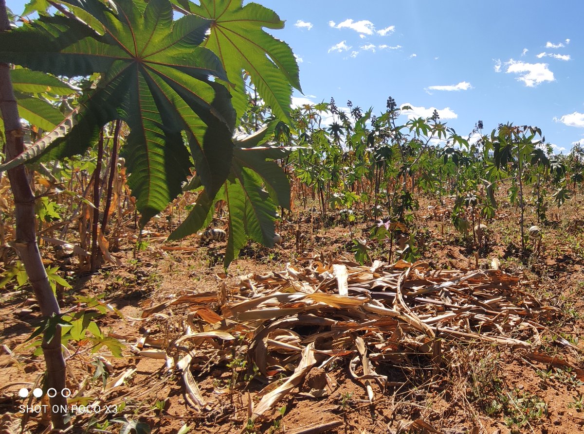RicinoMex's tweet photo. La #DiversidadGenética en los materiales criollos de higuerilla, hacen del policultivo con #Maíz una opción frente al #CambioClimático en #Oaxaca.

#MasAgro #CultivosParaMéxico
@accimmyt @Agricultura_mex @vmva1950 @santiagosargue  @HubPSurCimmyt https://t.co/nG1l17XuLC