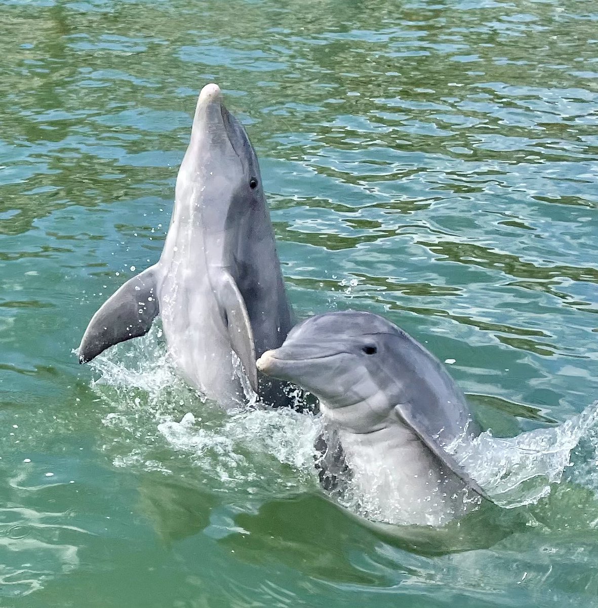 chefmcb's tweet photo. @Martina Dolphin are kind, magical souls. We don’t deserve them. Nor do we deserve dogs. https://t.co/BRh3TL4Y0Y