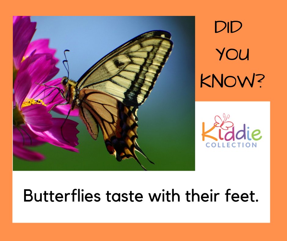 KiddieCollect's tweet photo. Butterflies have senses of taste, smell and touch and their taste receptors are actually located on their feet. https://t.co/YehgZG3eI0