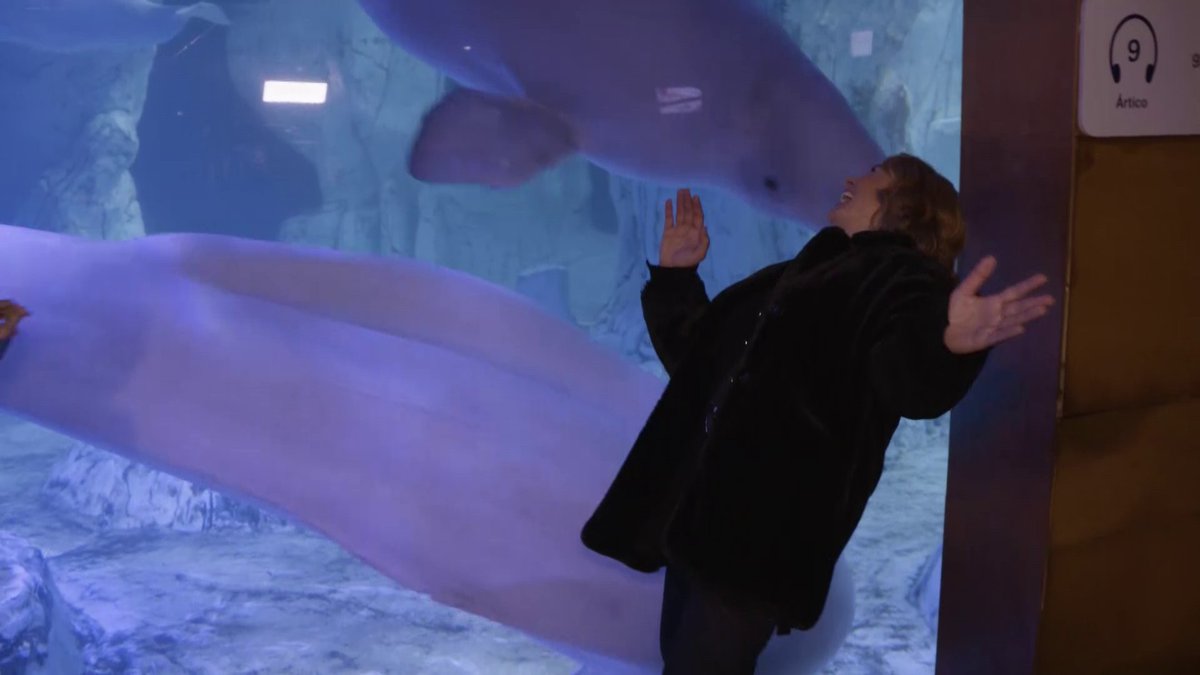 Les belugues🐳 de l’<a href="/Oceanografic_vl/">Oceanogràfic València</a> no es van poder resistir a la cançó🎼 de <a href="/ZooPosse/">ZOO</a> cantada per la gran <a href="/Carolinaferre6/">Carolinaferre</a> i es van posar a ballar de seguida! Un tobogan, li falta un tobogaaaan 🎢 #TrauLaLlenguaSoflimades