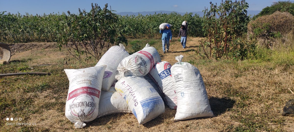RicinoMex's tweet photo. Los Módulos de Innovación y Áreas de extensión instaladas durante el proyecto #MasAgro #CultivosParaMéxico rinden frutos y generan inquietud en otros productores por replicar dichas acciones...

@accimmyt @Agricultura_mex @vmva1950 @santiagosargue  @HubPSurCimmyt https://t.co/qTerzliQNt