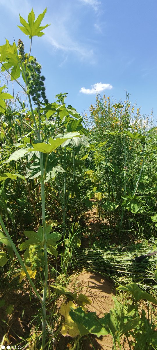 RicinoMex's tweet photo. Los Módulos de Innovación y Áreas de extensión instaladas durante el proyecto #MasAgro #CultivosParaMéxico rinden frutos y generan inquietud en otros productores por replicar dichas acciones...

@accimmyt @Agricultura_mex @vmva1950 @santiagosargue  @HubPSurCimmyt https://t.co/qTerzliQNt