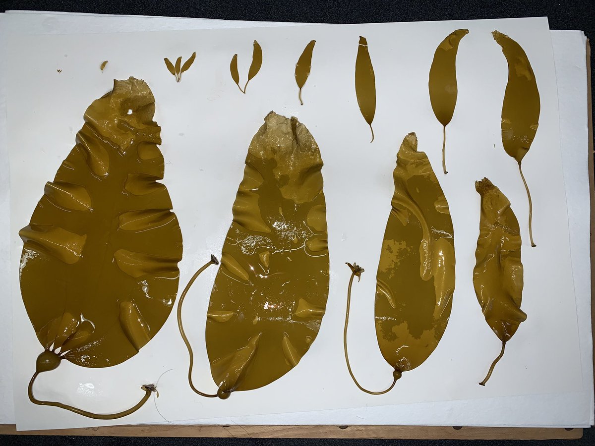 Check out this study in #Bullkelp Nereocystis development, only possible bc of the hard work of <a href="/Martonelab/">Patrick Martone</a> student <a href="/VSupratya/">Varoon P Supratya</a>. That dot on the left is a barely macroscopic sporophyte!