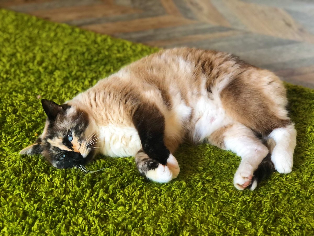 mapmakerdavid's tweet photo. If I lay here
If I just lay here
Would you lie with me and just forget the world?
#chasingcats
#meowpatrol https://t.co/c2hqHCG7l1