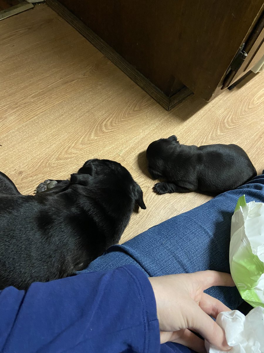 HealingNewcombs's tweet photo. Me (Bubba) and my aunt Norma Jean are resting for the Christmas fun https://t.co/gtzFdXsc6K