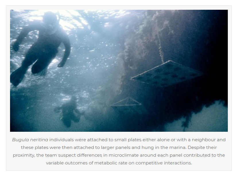 Geometric Biology (@geometricbiol) on Twitter photo How does an individuals metabolic rate influence the outcome of competitive interactions? <a href="/LSchuster26/">Lukas Schuster</a> @djm_MEEG @Craig_R_White used a model species to investigate this in the field. Outcomes were variable and probably relate to resource delivery. cgb.org.au/2021/12/22/win… How does an individuals metabolic rate influence the outcome of competitive interactions? <a href="/LSchuster26/">Lukas Schuster</a> @djm_MEEG @Craig_R_White used a model species to investigate this in the field. Outcomes were variable and probably relate to resource delivery. cgb.org.au/2021/12/22/win…