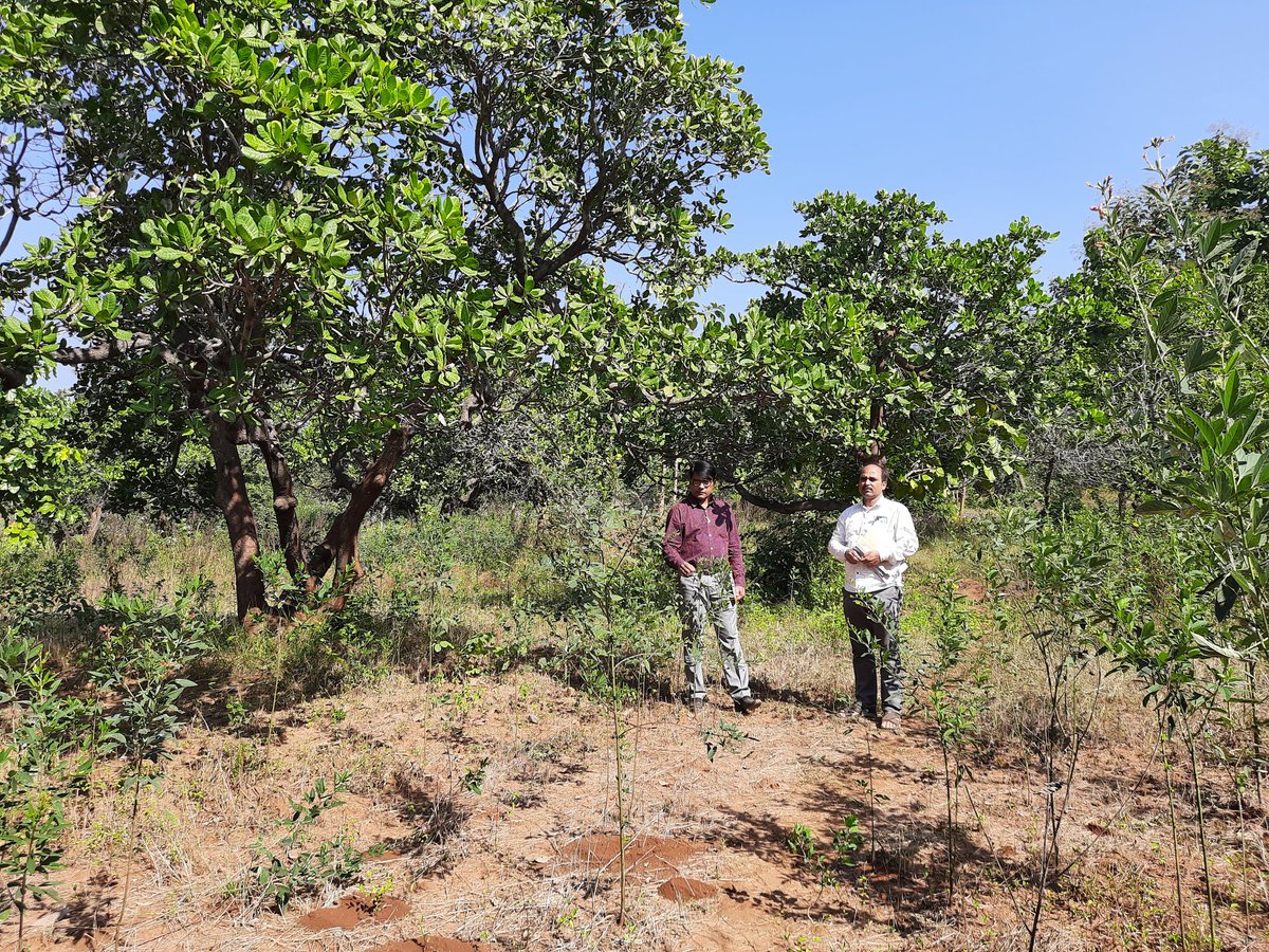 BihanaOjaivik PramananSanstha_ Odisha tweet media