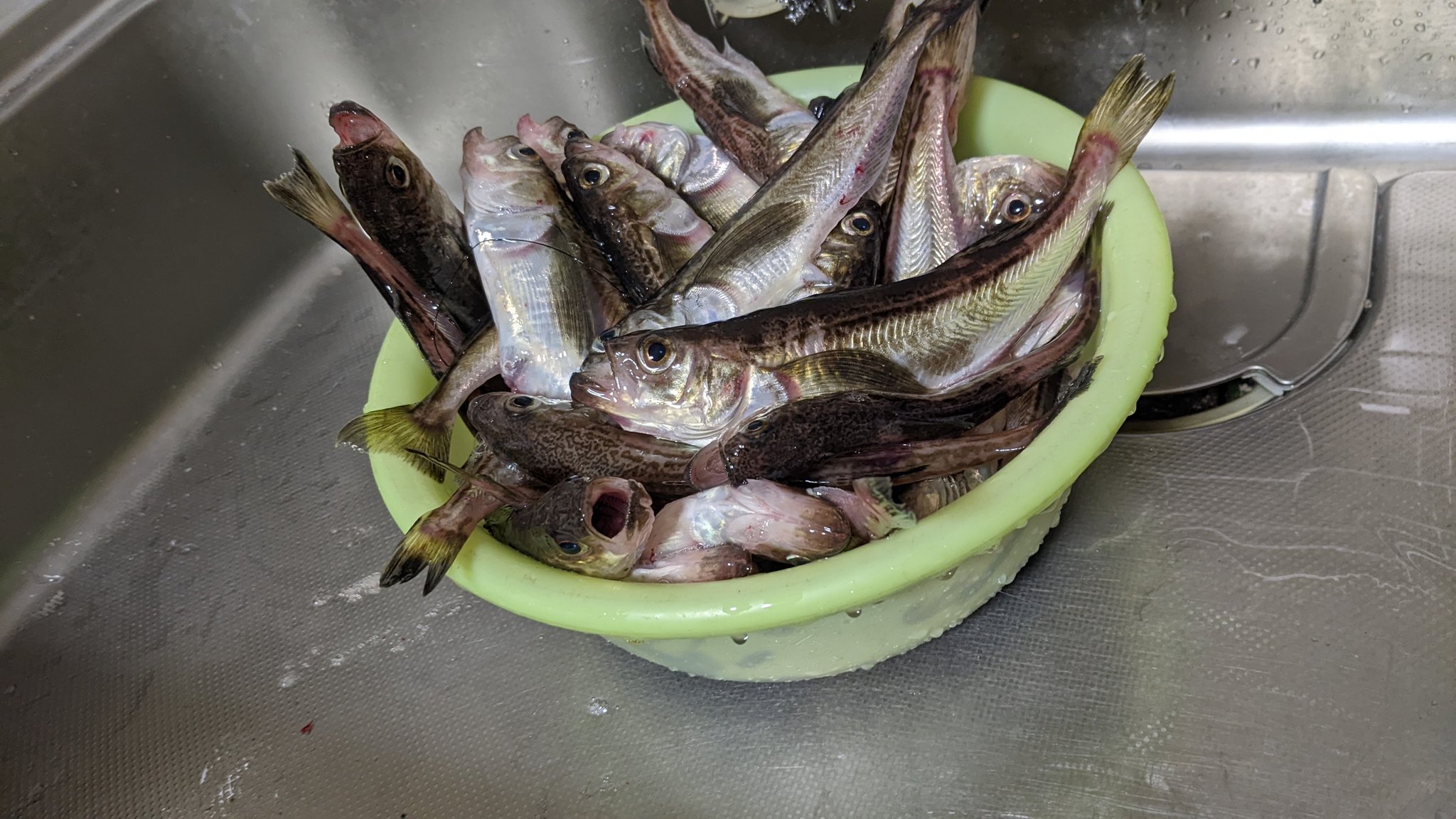 ハタハタ釣り Twitter Search Twitter