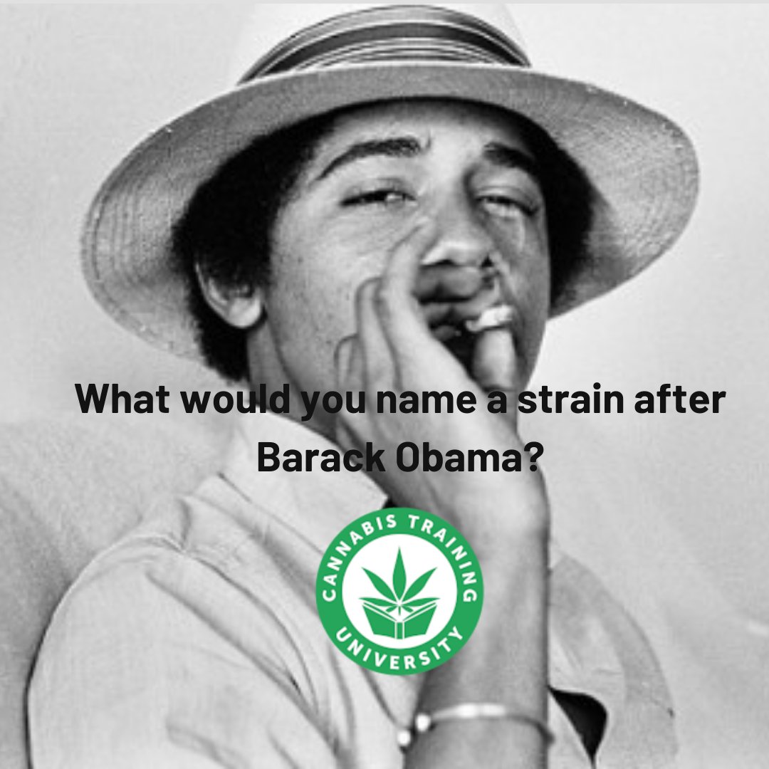 CannabisTrainU's tweet photo. What would you name a #strain after #Barack #Obama?

#barackobama #strainname @cannabistu
#weedstrains #cannabisstrain #marijuanastrains

https://t.co/UiTBHHW7Wv https://t.co/hHc2tWBfvq