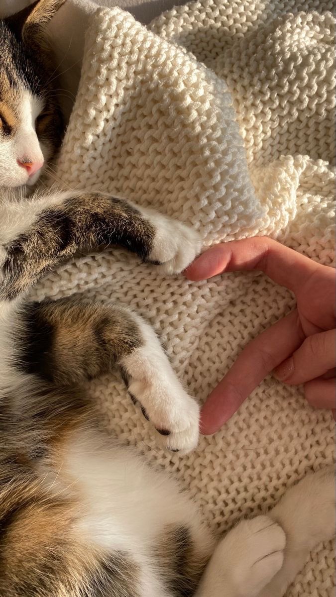 gatitos_qctd's tweet photo. https://t.co/fdiLvPHi82