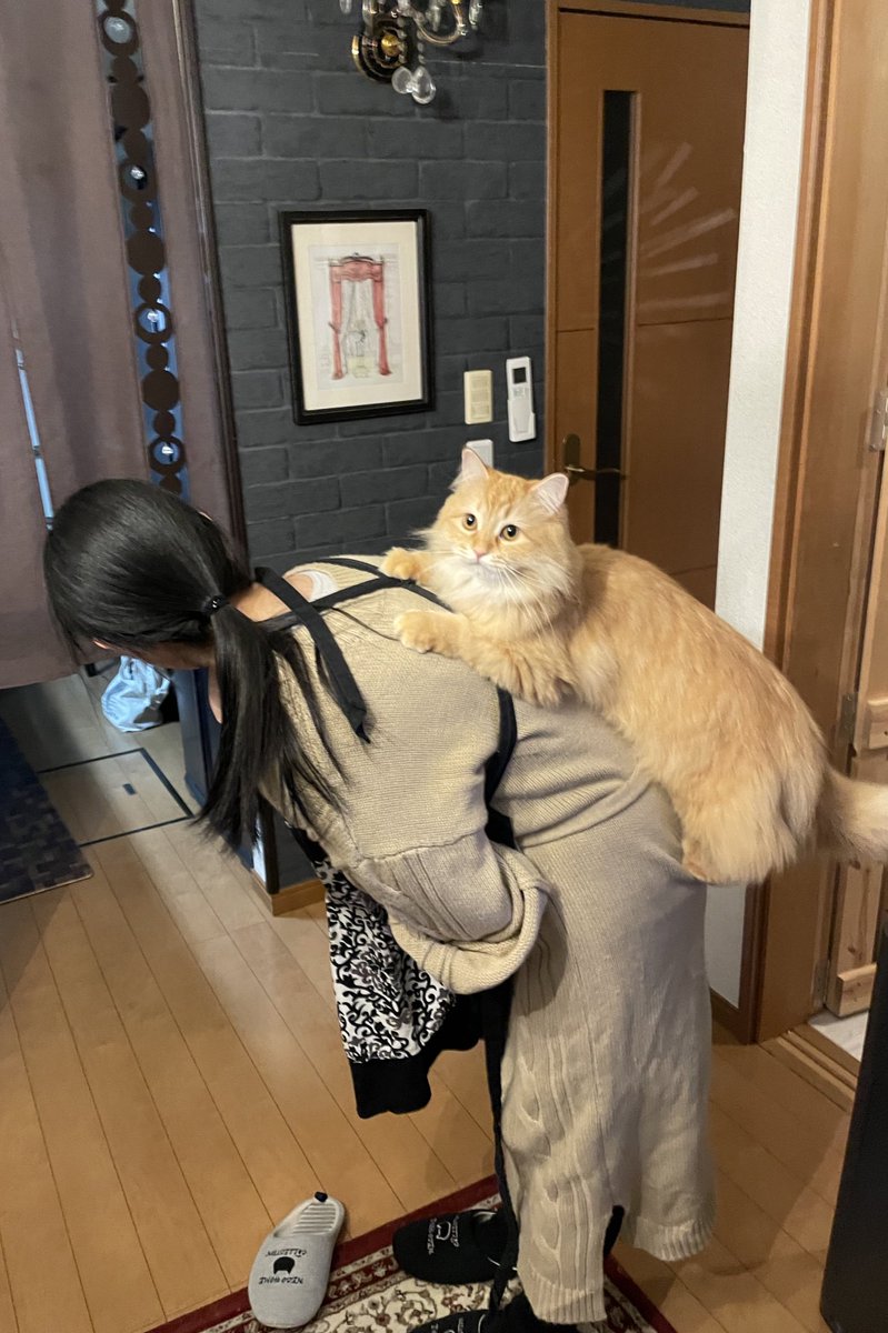 奥さん とってぇ ツイ主さん パシャ 撮影 大好きな背中に乗って満足そうな猫さんと このモフモフに憑かれがちな人の惚気話 Togetter
