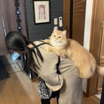 背中の猫を『とってぇ!』と言ったのに…写真を撮られてしまったw