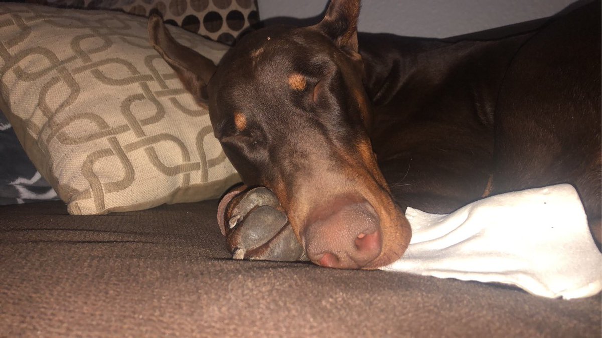 NefariousB123's tweet photo. It is a silent night.  Lil Ol Max is wore out.   #doberman #NAPS https://t.co/vxUS6AqpiD