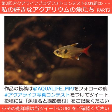 ベタの寿命について 長生きの秘訣と年老いたベタの世話の仕方 熱帯魚なめんな アクアリストぷれ子と愉快な仲間たち