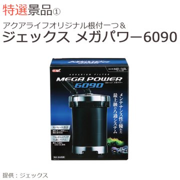 半永久的に水換え不要の水槽作りが難しい理由 熱帯魚 金魚への影響は 熱帯魚なめんな アクアリストぷれ子と愉快な仲間たち
