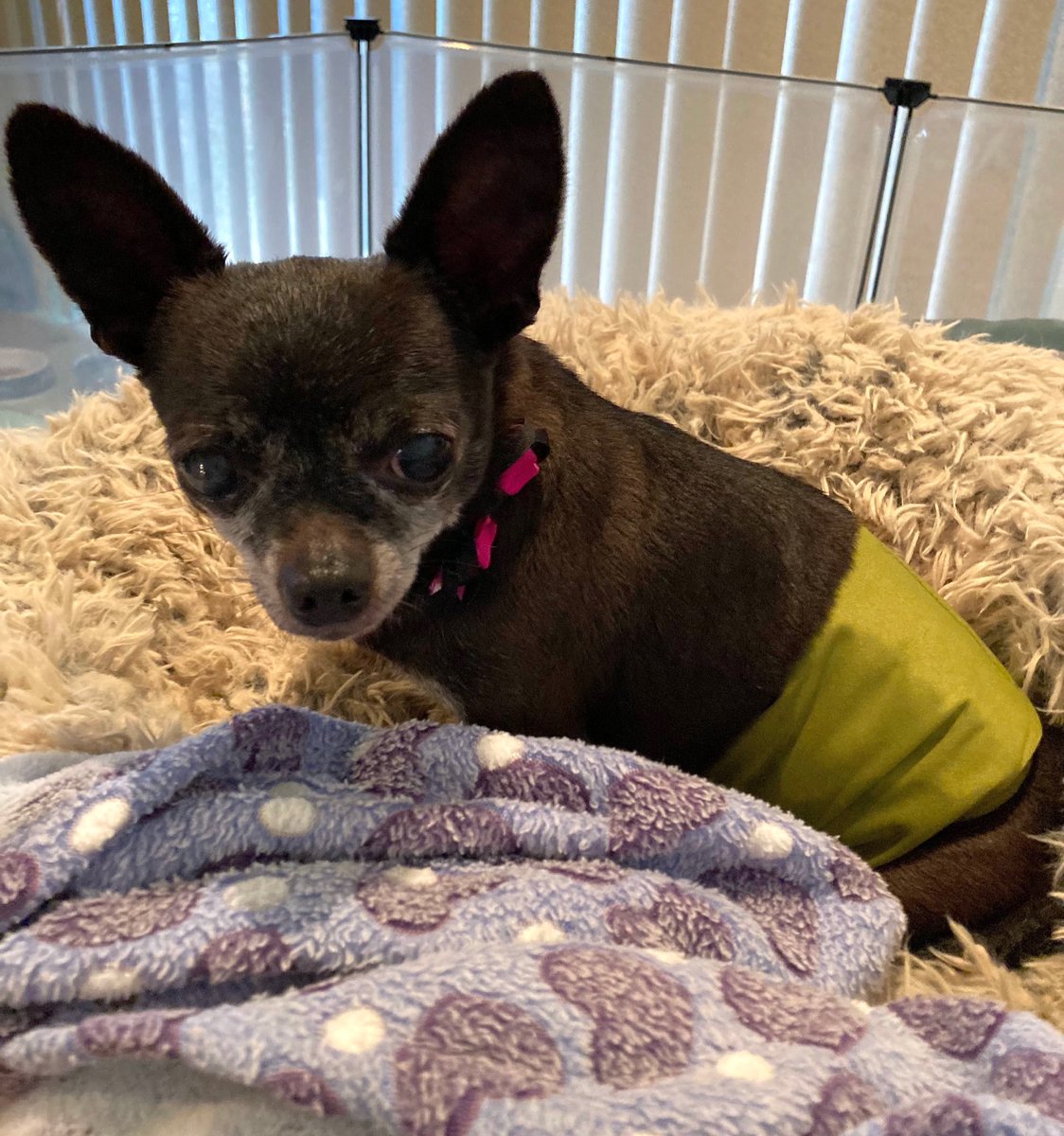 pgmp_inc's tweet photo. As Snorkel settles in for the night, he wants you all to know how very fortunate he feels to be safe and loved…

https://t.co/7cMhCrcZB9 #safe #loved #sanctuarydog #dogsoftwitter #nothingwithoutyou https://t.co/eaRgEKUByu