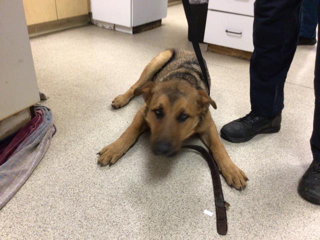 CutePetsRvrside's tweet photo. Hello! I am a male, 67.00 lbs, brown and black German Shepherd Dog. I am… https://t.co/Lc2FUVjpGT https://t.co/r92mrrTSuP
