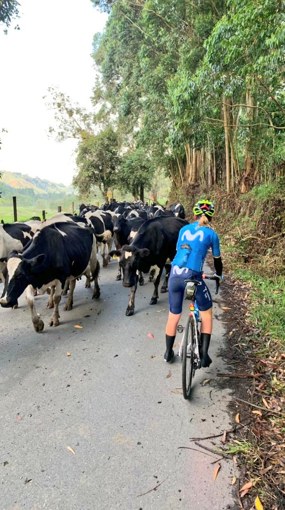 AvVleuten's tweet photo. Saw the sunrise in the Valle de Cocora. Was an early last ride (5AM a little early for an evening person like me🤣) to get into timezone of 🇳🇱 again and to catch my plane. I had a huge good block of training in Colombia, met amazing people and I feel recharged. Good combi. 🎉🥳 https://t.co/aHJyqnt8tU