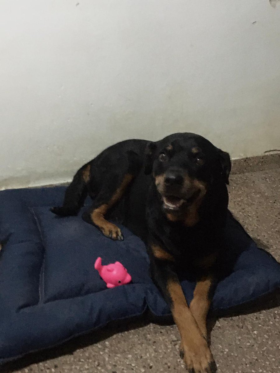 MDKporsiempre's tweet photo. Gracias x creer en mí.
Gracias a ustedes, ésta navidad es distinta a las últimas 3. Hoy hice de Papa Noel y fui a comprar los regalitos para hijes y la comida. Y no le debo plata a nadie.
GRACIAS
GRACIAS
GRACIAS
Espero que tengan unas hermosas y bendecidas fiestas!
#Ailavius 🥰✌️ https://t.co/Rvp4ogtrYx