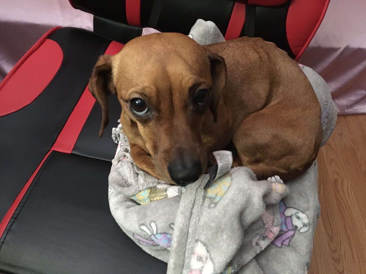 “What? I left you enough room to sit.” ❤️🐶❤️