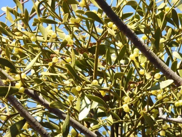 アルビオン Albion 公式 おはようございます 今日の誕生花は ヤドリギ 花言葉は 困難に打ち勝つ です 冬でも青々と葉を茂らせる そんな生命力あふれる姿が花言葉の由来に 愛の木 とも呼ばれるロマンチックな側面も 欧米ではクリスマス