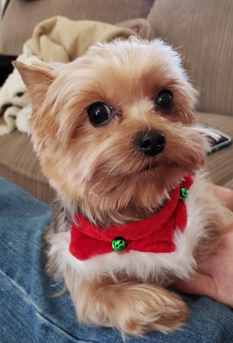 Me, Jasmine, want to wish all my old and new friends a very merry Christmas. I hope you get lots of treats and bacon. And to my big sister Lacey, a nice piece of turkey. She is becoming my best friend. ❤️