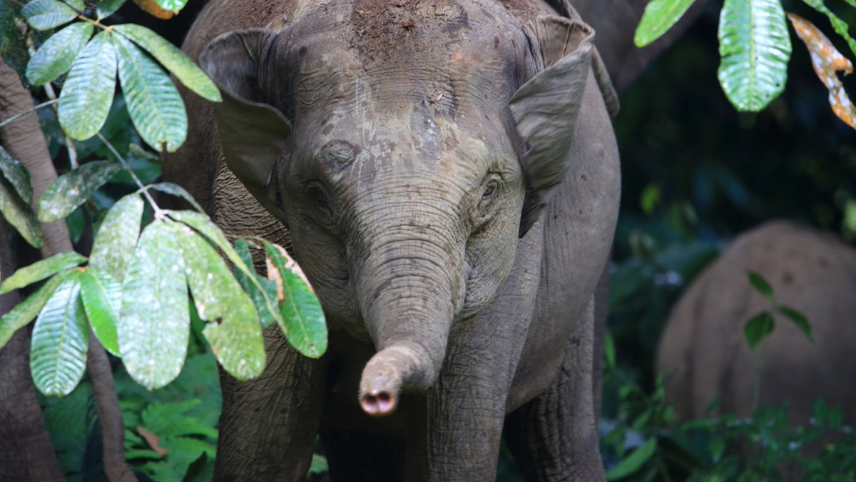 Watch how Malaysia’s palm oil industry protects Borneo’s wildlife bit.ly/3eYpSsB #Malaysianpalmoil #palmoilhealth #oilpalm #environment #sustainability #wildlife #borneo