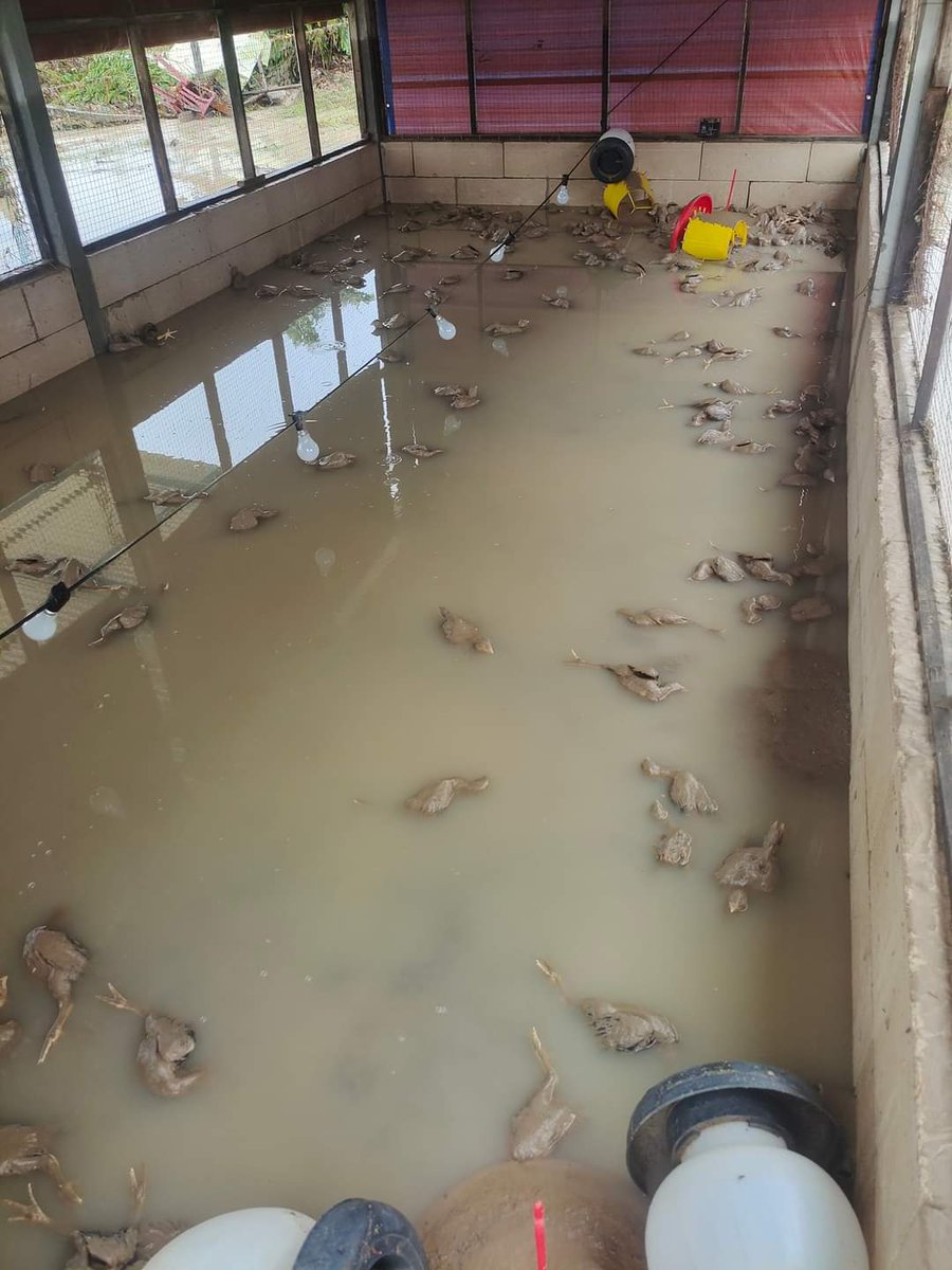 UstazSofee's tweet photo. Demi Al Quran 
________________

☆ Tempat ngaji Al Quran percuma aku tenggelam banjir. 
☆ Ayam mati dan 10 ribu kg Ikan terlepas. 
☆ Kasihan ratusan org kg tak dpt ngaji sbb tempat rosak. 
☆ Semoga ada sinar 
☆ Mohon bantuan geng2 sebarkan. 
Terima Kasih https://t.co/0XsQ6yEb45