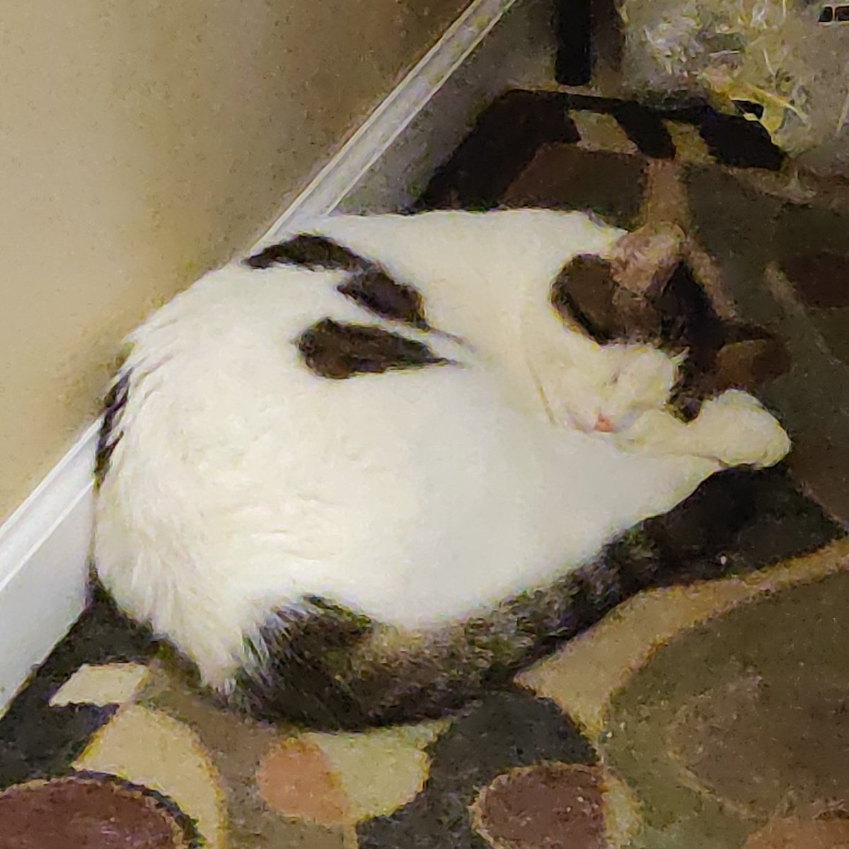 jonfun's tweet photo. Yep. .@AmandaBarren was on point tonight. You know what that means... cat pic! #MonkeyTheCat #CatsofTwittter https://t.co/BhqqUwpU3y