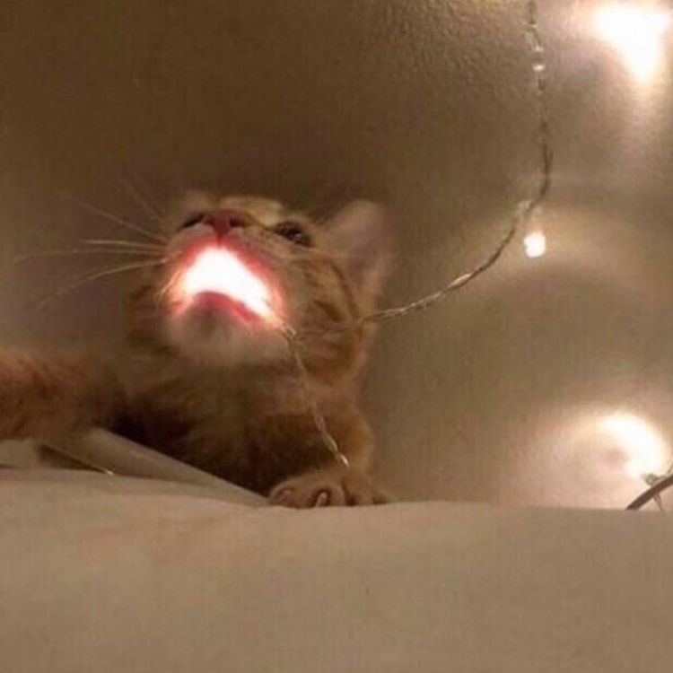 Cat Dealer (@catpicsdealer) on Twitter photo 