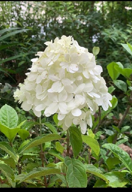 Mariko雨晴れ お早う ございます 今日はクリスマスイブ 楽しく弾みましょう 枝先に円錐状の白い花が多数 ピラミッドの花形に咲いています ミナヅキの花をupしました 花言葉 淑やかな恋人 移り気 Mariko雨晴れ お早う ございます 今日はクリスマスイブ 楽しく弾みましょう 枝先に円錐状の白い花が多数 ピラミッドの花形に咲いています ミナヅキの花をupしました 花言葉 淑やかな恋人 移り気