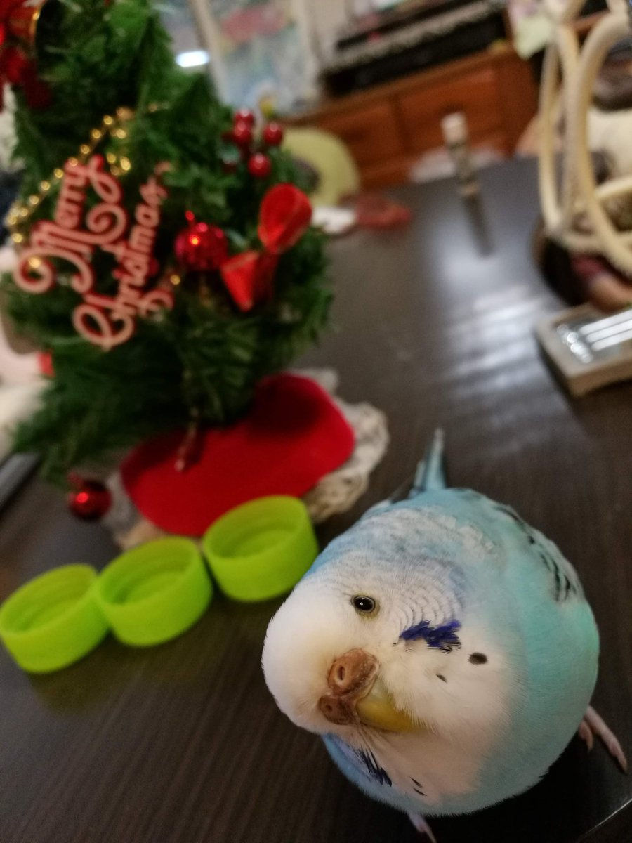 サンタさん until:2021-12-24_08_JST