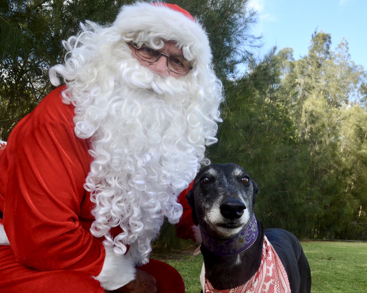 We met Santa! He confirmed that ALL hounds are on the the very nice list and deserve lots of treats. We may or may not have stood on his toes until he made this promise.
