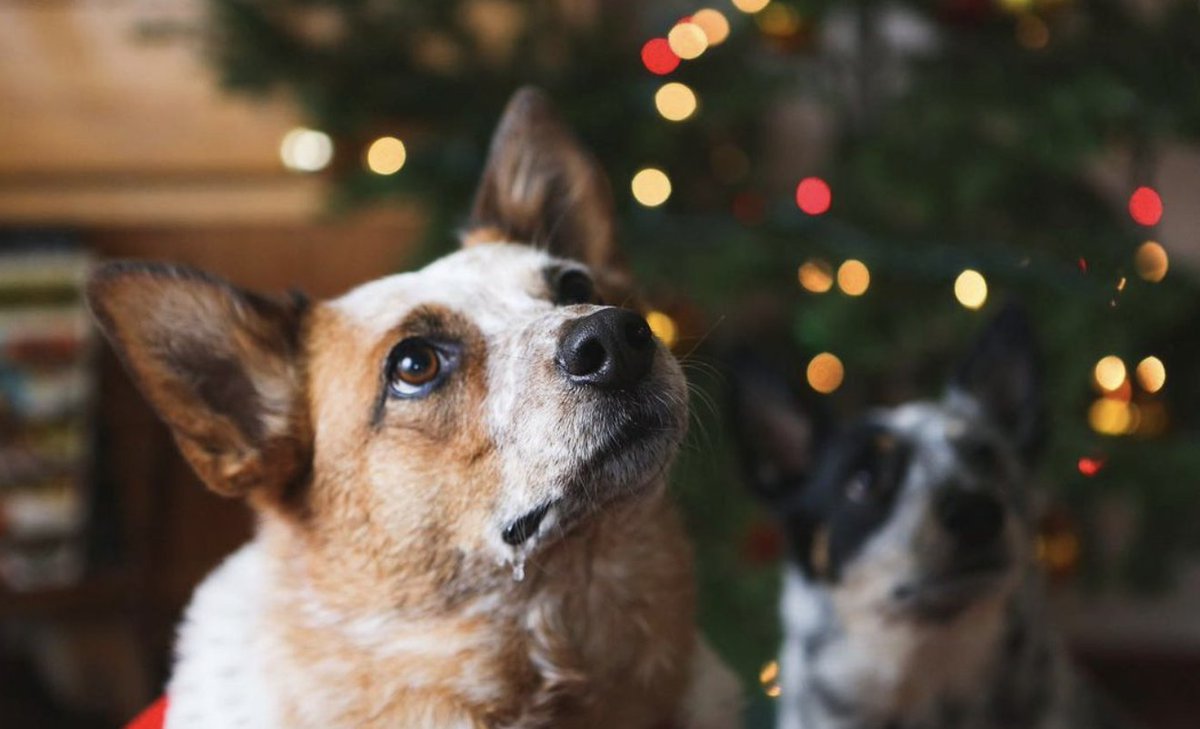 heelersbot's tweet image. 