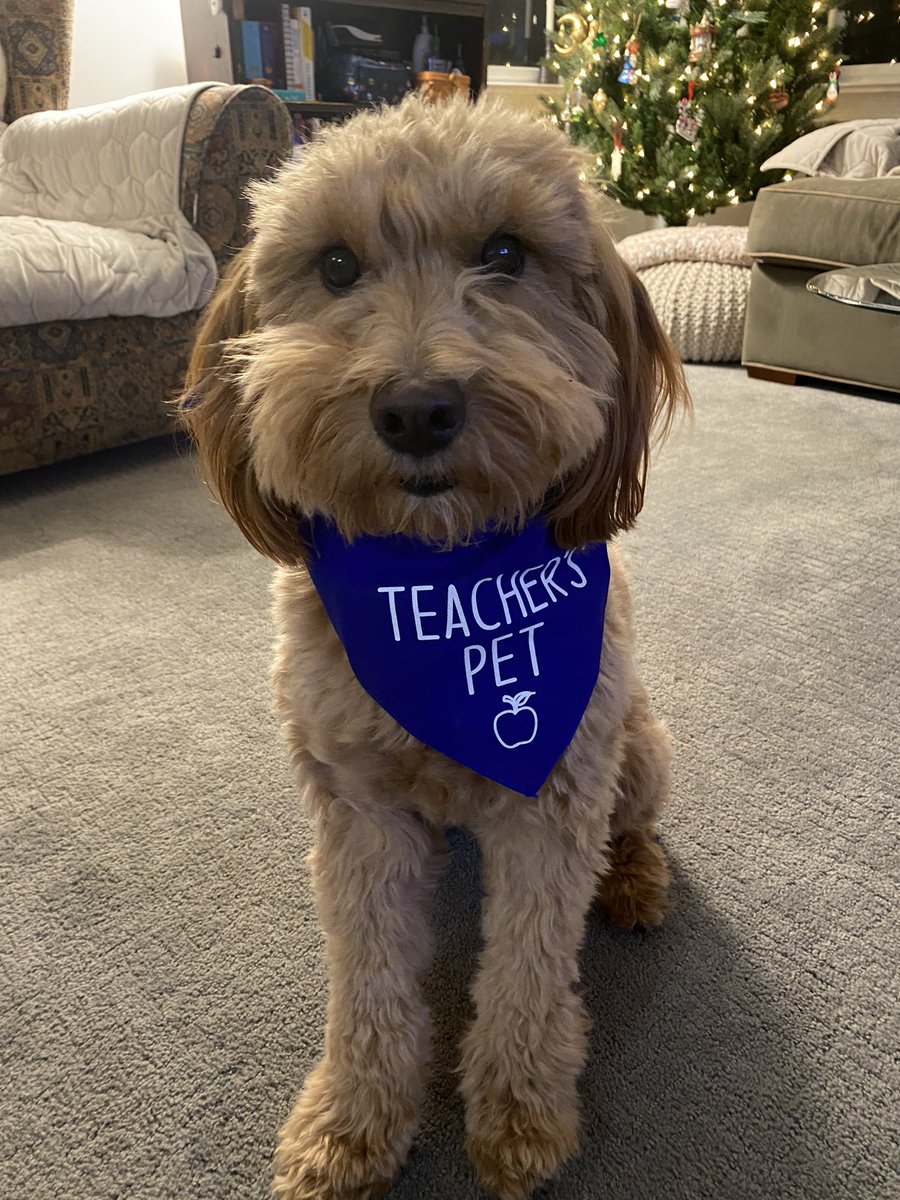 Evelyn McEntee tweet media