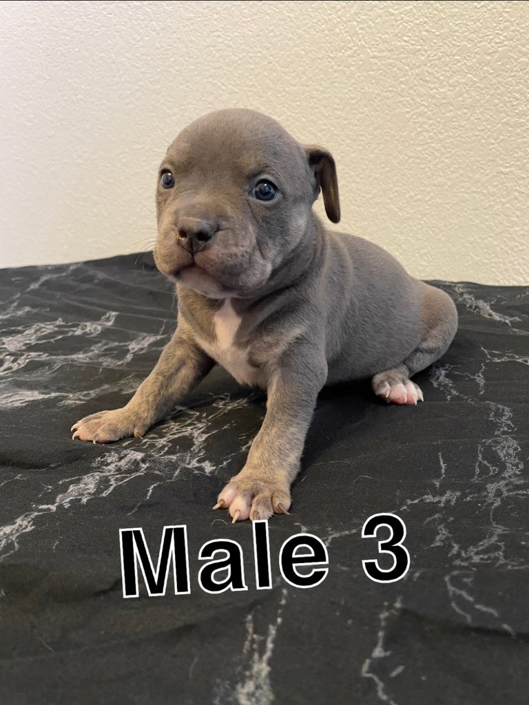 douglas_adam's tweet photo. Puppy Christmas sale next couple days!! Hmu! https://t.co/tmmq23DFnB