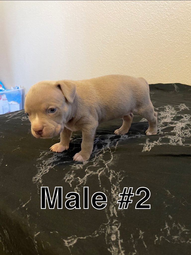 douglas_adam's tweet photo. Puppy Christmas sale next couple days!! Hmu! https://t.co/tmmq23DFnB