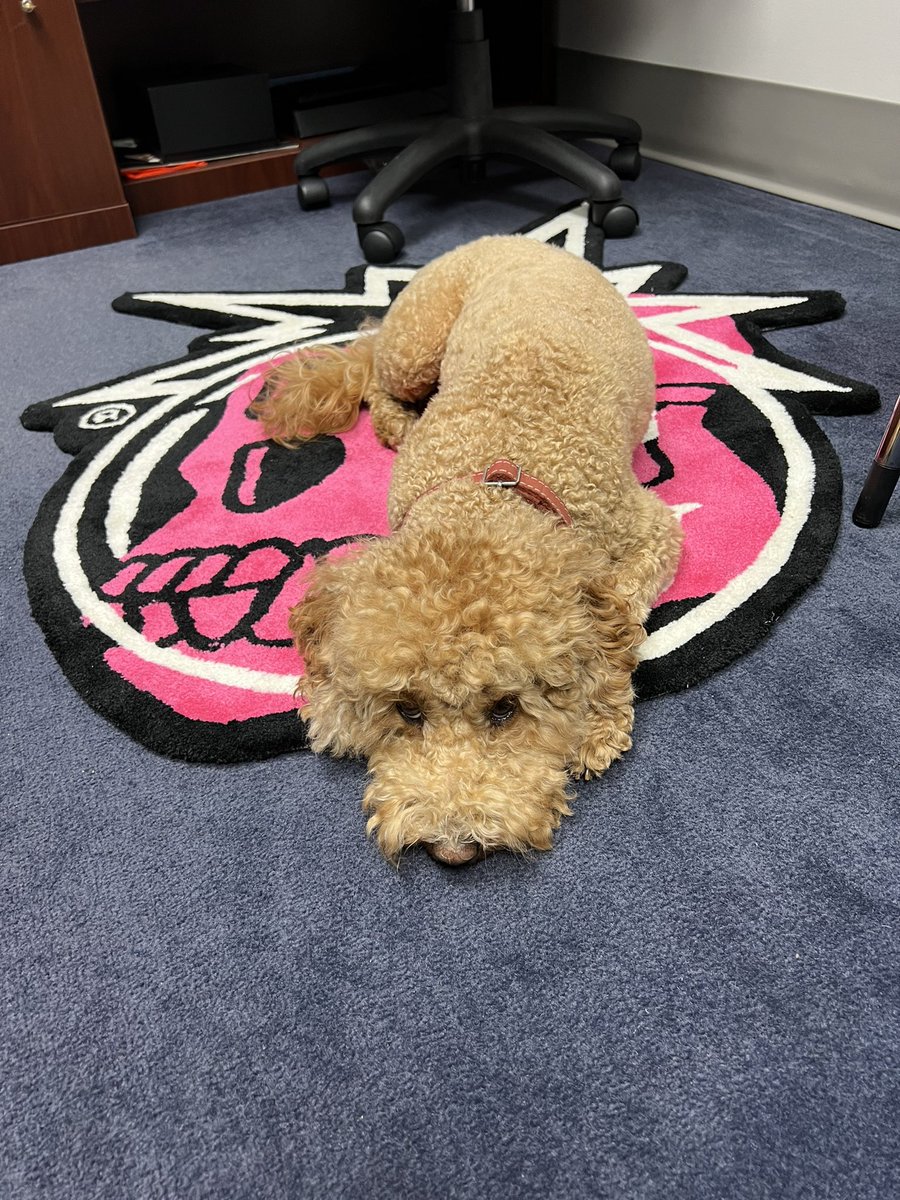 dkloungeNFT's tweet photo. Doggo found her new spot @BoredApeYC @thehundreds https://t.co/E2aJunHXfT