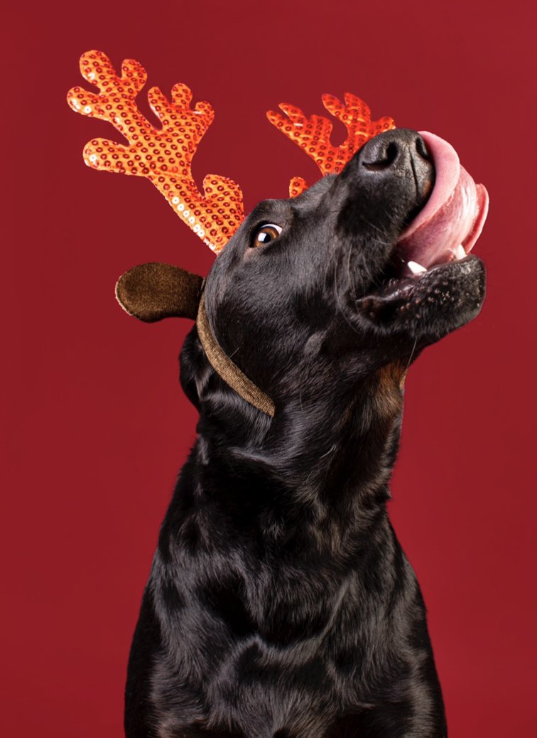 kittehv1876's tweet photo. When making dog treats for furry friends, it helps to have a Professional Treat Inspector nearby.
#rescuedog #denverdog #AdoptDontShop #holidaypup #cantcontrolherlicker
@denverpetpics @milehighlabmiss https://t.co/Zf3EXcmXnt
