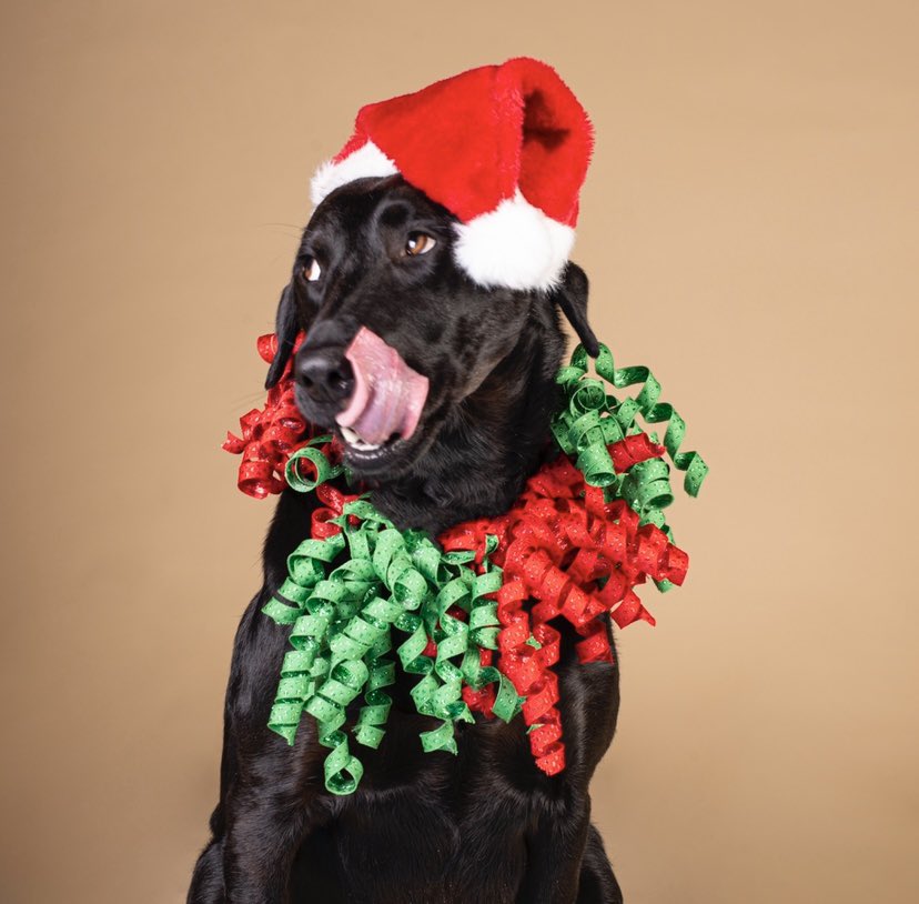 kittehv1876's tweet photo. When making dog treats for furry friends, it helps to have a Professional Treat Inspector nearby.
#rescuedog #denverdog #AdoptDontShop #holidaypup #cantcontrolherlicker
@denverpetpics @milehighlabmiss https://t.co/Zf3EXcmXnt