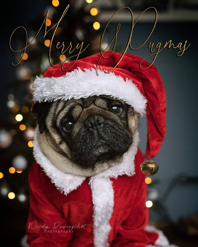 JoinThePugs's tweet photo. Merry #Pugmas to our #pug friends, and #merrychristmas2021 to you humans! Now, give me a treat.

Thank you to @vikingmops.💝 https://t.co/trKzr3dd32 https://t.co/9zO14KihQt