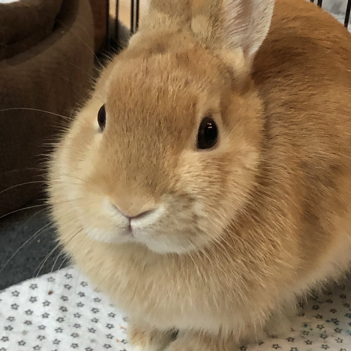 Pumpk_nSpice's tweet photo. I got spayed 1.5 weeks ago! I’m doing so well — can’t wait to move in with Pumpkin 😃🐰😃🐰 https://t.co/oTdw3zioCO