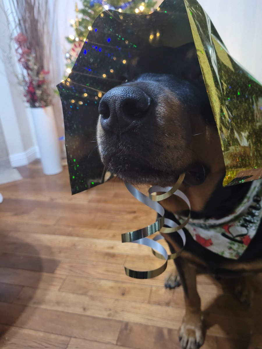 servicerotties's tweet photo. The greatest gift you can give is your love. 
So I'm trying to wrap me up to share  with all of you this Christmas. 

#dogsoftwitter https://t.co/5GRhZ1cuUt