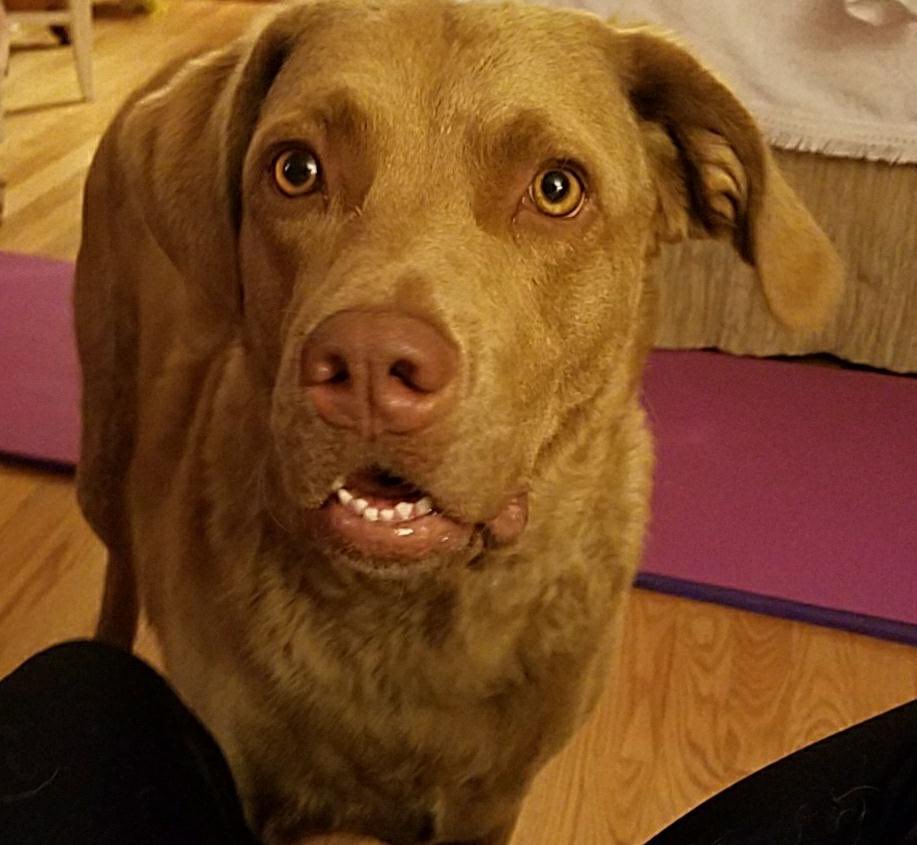 Bmore9830S's tweet image. This is my cousin Harley being told she's on the "naughty list"!
Allegedly, she counter-surfed and consumed 3 bagels. 😁😂🐾
Somebody's #gettingcoal 🤣