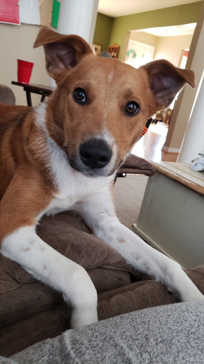 CMilne_2012's tweet photo. Parker says hello!  🐾 https://t.co/V5eAWIEsDE