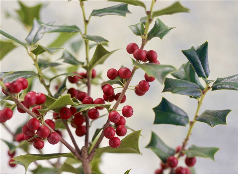 セイヨウヒイラギ Twitter Search Twitter