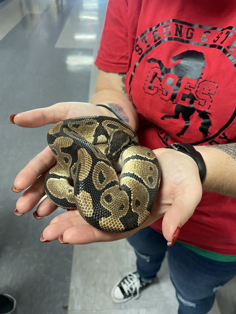 MtValleyMcKenna's tweet photo. Before we close the door on 2021, I feel it is important to let Twitter know that I conquered a fear and held @PepperCSES’s class pet before the year was over! @ClearElementary #babysteps https://t.co/ZgMbIT7w5J
