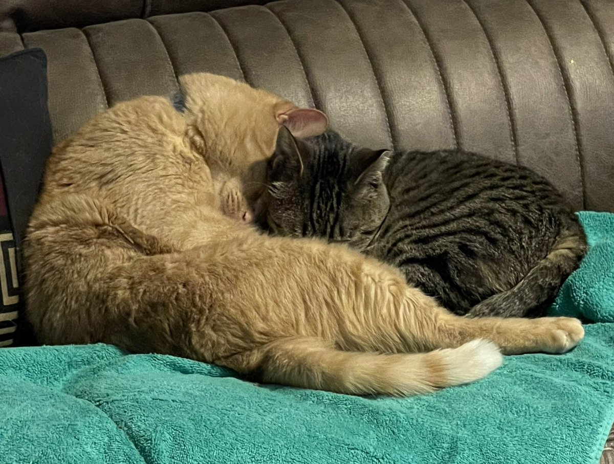 Happy Holidays All!  Hope everyone can cozy up with their best pal and enjoy like Waffe!  ❤️🎄#StrayStrong #cats #Toocute #bestfriends