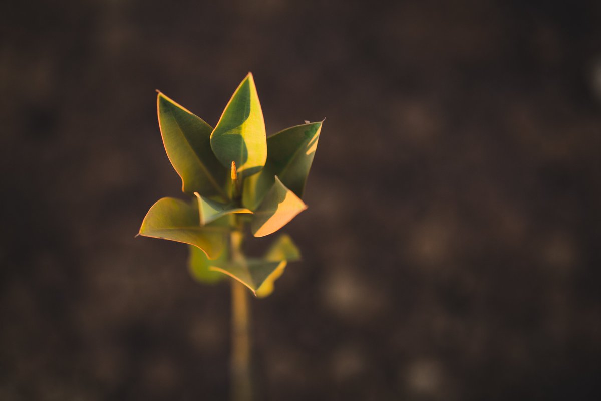 Planting trees with locals in Mahabana, Madagascar