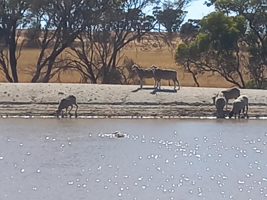 Bit of swimming training.... Qu is does it make it ?